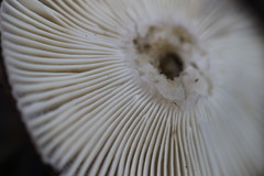 Russula iterika