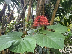 Clerodendrum paniculatum