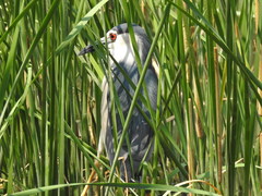 Nycticorax nycticorax