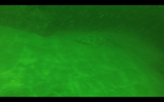 Paralichthys woolmani