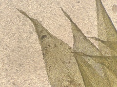 Rhynchostegium serrulatum