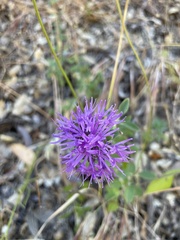 Monardella purpurea