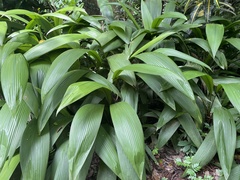 Molineria capitulata