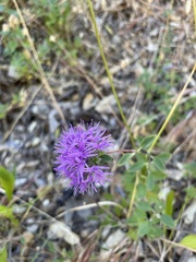 Monardella purpurea