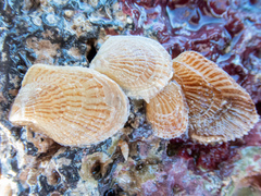 Isognomon perna