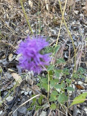 Monardella purpurea