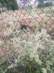 Galium