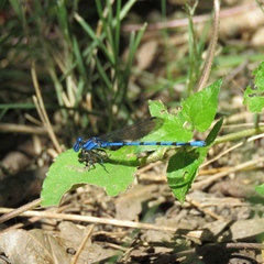 Argia funebris