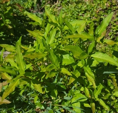 Gymnocoronis spilanthoides