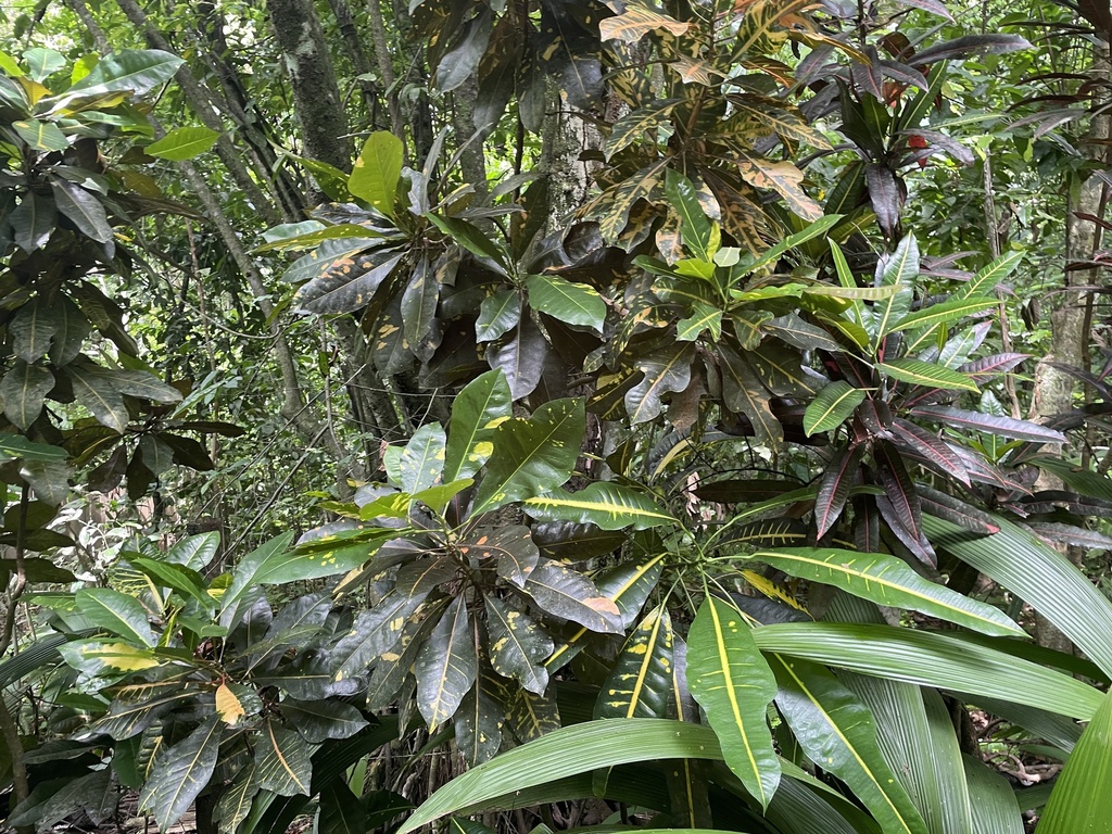 Codiaeum variegatum 3