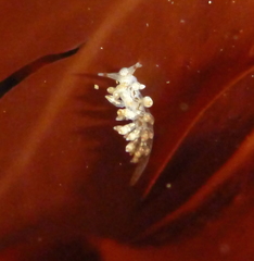 Eubranchus rustyus