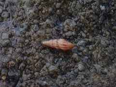 Austrodrillia angasi