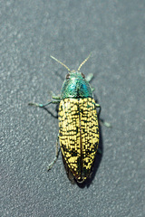 Buprestis confluenta