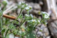 Plagiobothrys parishii