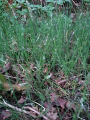 Equisetum scirpoides