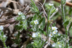 Plagiobothrys parishii
