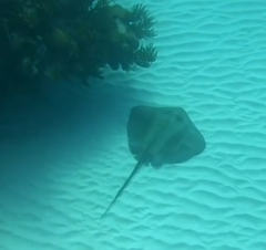 Bathytoshia centroura