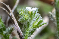 Plagiobothrys parishii