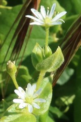 Stellaria littoralis