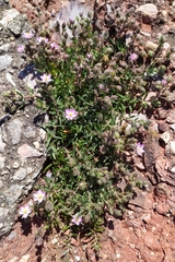 Spergularia rupicola