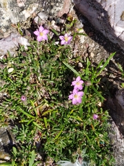 Spergularia rupicola