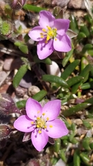 Spergularia rupicola