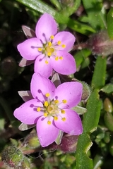 Spergularia rupicola