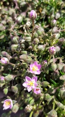Spergularia rupicola