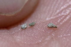 Plagiobothrys parishii