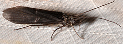 Chimarra aterrima