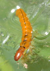 Chimarra aterrima