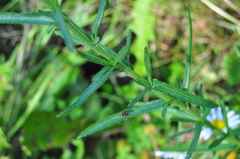 Achillea alpina