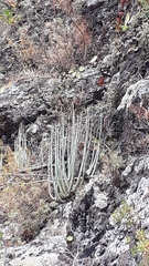 Ceropegia dichotoma image