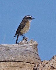 Ochthoeca oenanthoides