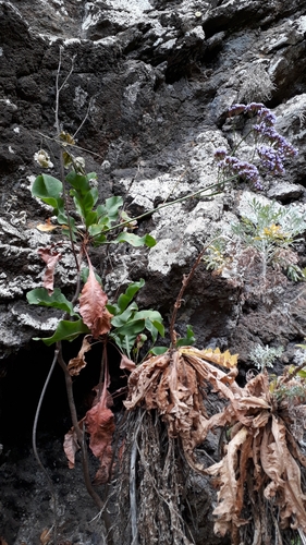Limonium arboreum, photograph 6