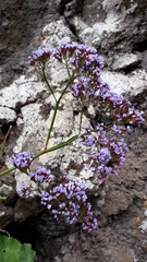 Limonium arboreum