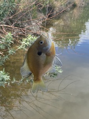Lepomis macrochirus