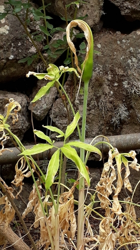 Image of Dracunculus canariensis by (c) Alessia Guggisberg, some rights reserved (CC BY)