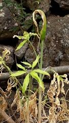 Dracunculus canariensis image