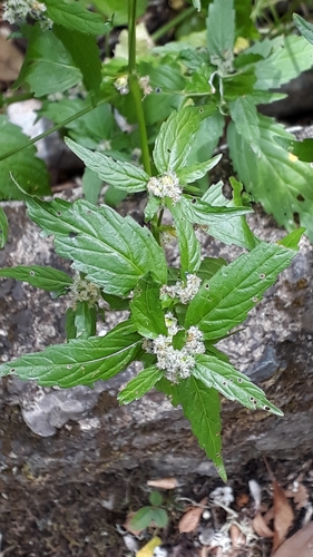 Mercurialis canariensis (Mercurialis canariensis)