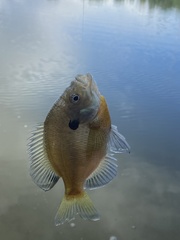 Lepomis macrochirus