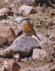 Ochthoeca oenanthoides