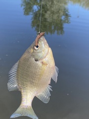 Lepomis macrochirus
