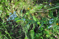 Achillea alpina