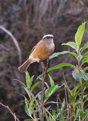 Ochthoeca oenanthoides