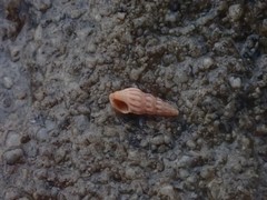 Austrodrillia angasi