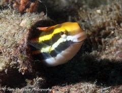 Petroscirtes fallax