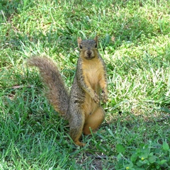 Sciurus niger