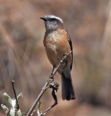 Ochthoeca oenanthoides