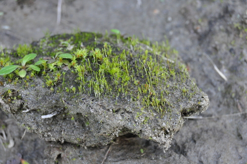 Aongstroemia